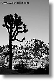 black and white, california, joshua, joshua tree, trees, vertical, west coast, western usa, photograph