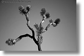 black and white, california, horizontal, joshua, joshua tree, trees, west coast, western usa, photograph