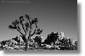 black and white, california, horizontal, joshua, joshua tree, trees, west coast, western usa, photograph