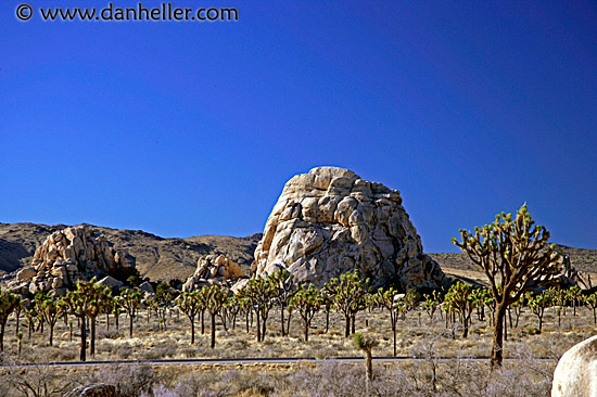joshua-tree-4.jpg