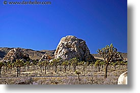 california, horizontal, joshua, joshua tree, trees, west coast, western usa, photograph