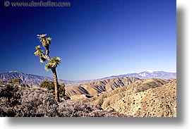 california, horizontal, joshua, joshua tree, trees, west coast, western usa, photograph