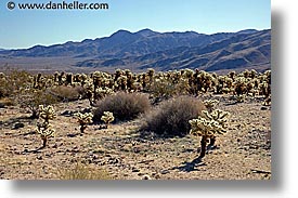 bears, cactus, california, horizontal, joshua tree, teddy, west coast, western usa, photograph