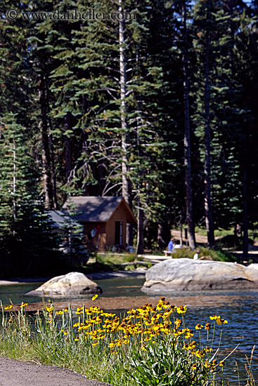 wildflowers-by-lake.jpg