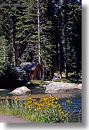 images/California/KingsCanyon/Lake/wildflowers-by-lake.jpg