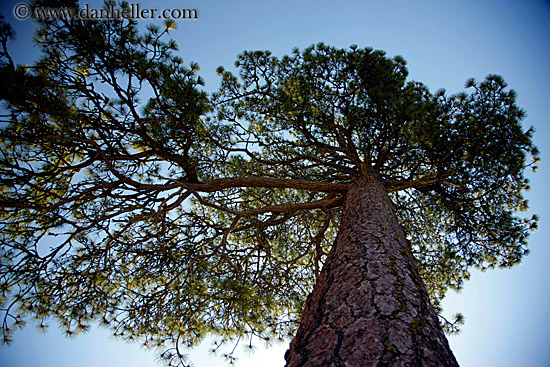 jeffrey-pine-tree.jpg