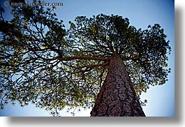 images/California/KingsCanyon/Misc/jeffrey-pine-tree.jpg