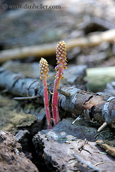 pine_drop-plant.jpg