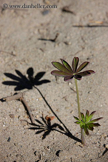 plant-n-shadow.jpg