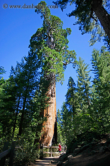 general-grant-sequoia-tree-1.jpg