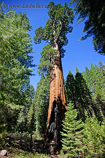 general-grant-sequoia-tree-2.jpg