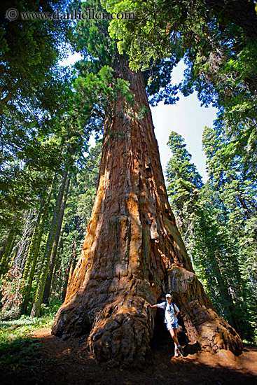giant-sequoia-trees-1.jpg