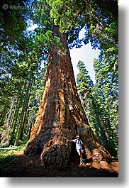 images/California/KingsCanyon/Sequoia/giant-sequoia-trees-1.jpg