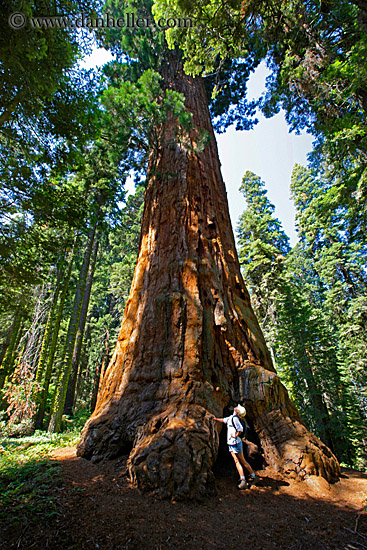 giant-sequoia-trees-2.jpg