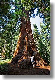 images/California/KingsCanyon/Sequoia/giant-sequoia-trees-2.jpg