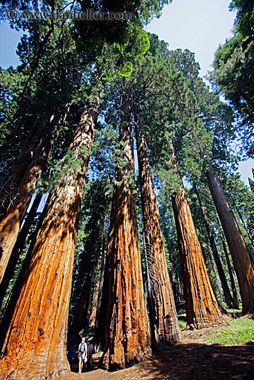 giant-sequoia-trees-3.jpg