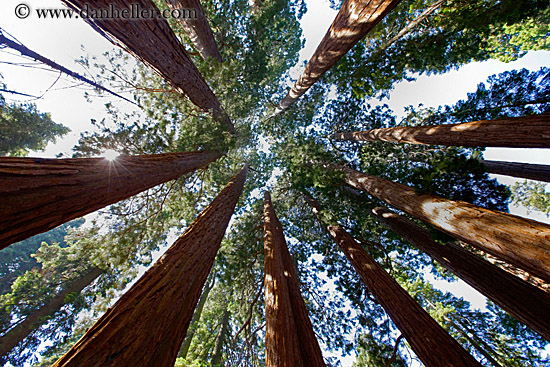 giant-sequoia-trees-4.jpg