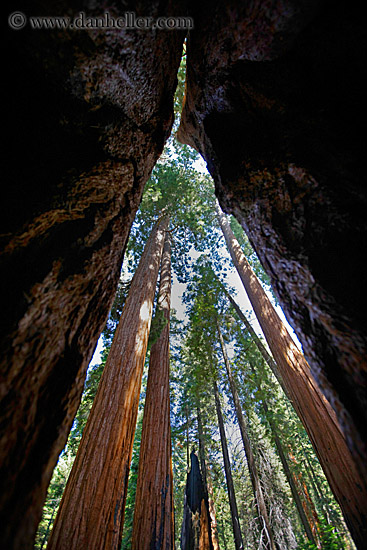giant-sequoia-trees-5.jpg