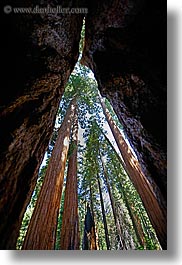 images/California/KingsCanyon/Sequoia/giant-sequoia-trees-5.jpg