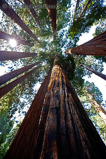 giant-sequoia-trees-6.jpg