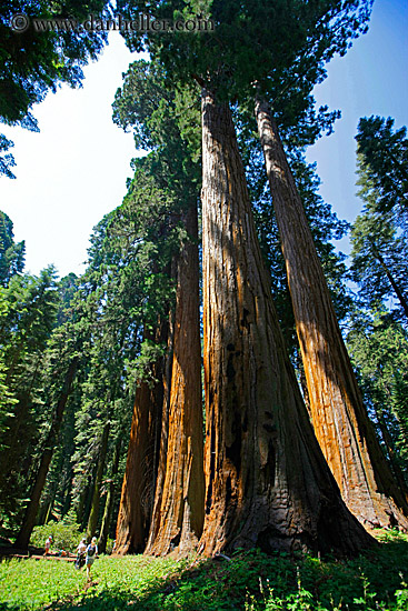 giant-sequoia-trees-7.jpg