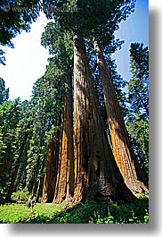 images/California/KingsCanyon/Sequoia/giant-sequoia-trees-7.jpg