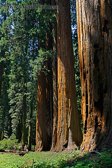 giant-sequoia-trees-8.jpg