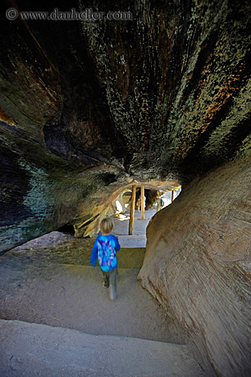 hollow-sequoia-tree-1.jpg