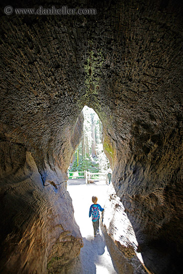 hollow-sequoia-tree-6.jpg