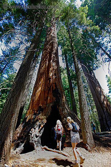 walking-thru-sequoia-tree.jpg