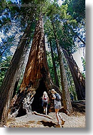 images/California/KingsCanyon/Sequoia/walking-thru-sequoia-tree.jpg