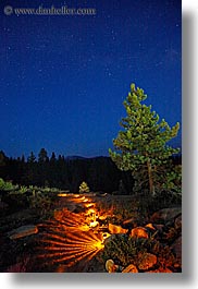 california, illuminated, kings canyon, long exposure, nite, paths, stars, trees, vertical, west coast, western usa, photograph