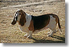 bashful, basset, california, dogs, horizontal, lake tahoe, west coast, western usa, photograph