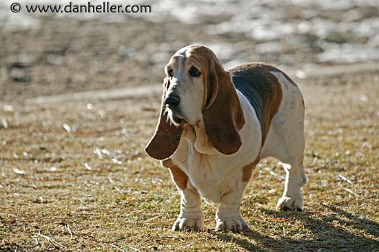 basket-case-basset.jpg