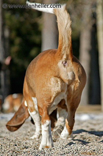 basset-butt.jpg