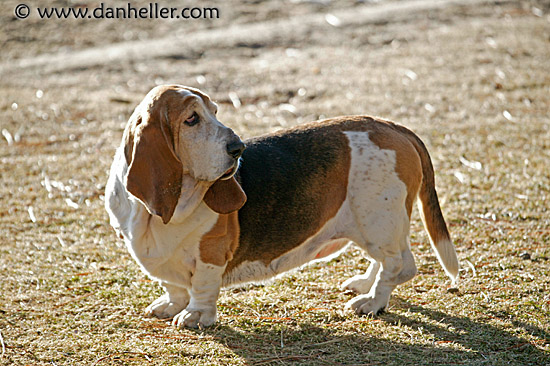 basset-hound.jpg