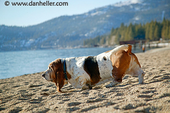 beach-basset-1.jpg