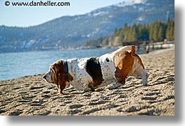 basset, beaches, california, dogs, horizontal, lake tahoe, west coast, western usa, photograph