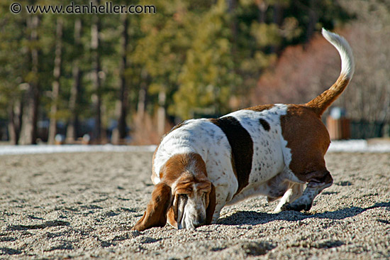 beach-basset-3.jpg