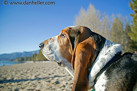 beach-basset-4a.jpg