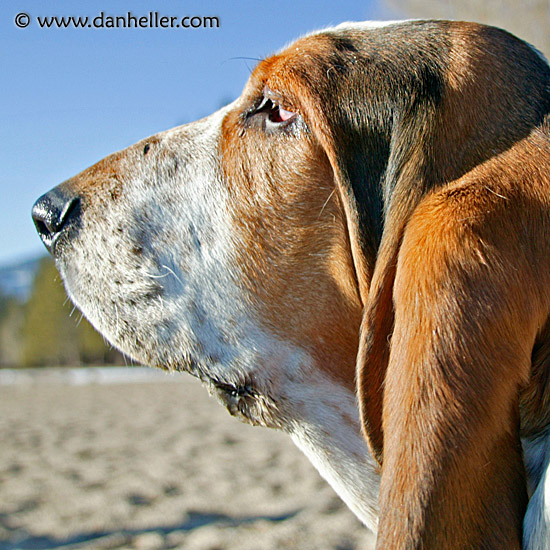 beach-basset-4b.jpg