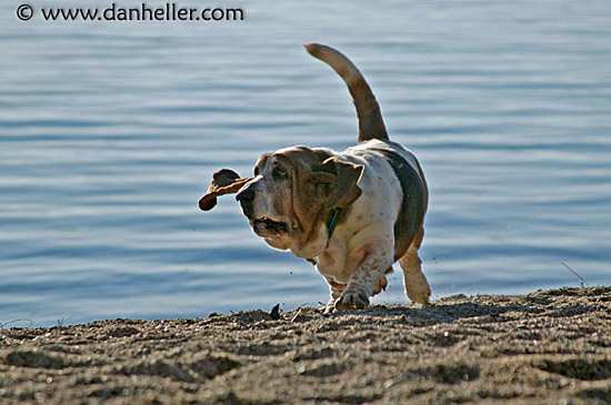 beach-basset-5.jpg