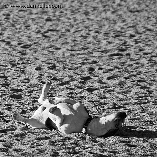 beach-basset-6-bw.jpg