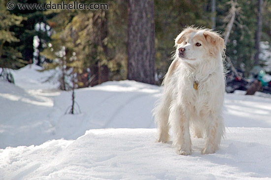 sammy-in-snow-1.jpg