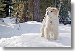 california, dogs, horizontal, lake tahoe, sammy, snow, west coast, western usa, photograph