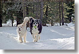 california, dogs, horizontal, lake tahoe, running, sammy, snow, west coast, western usa, photograph