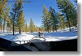 california, fisheye lens, horizontal, lake tahoe, motion, mush, mushing, west coast, western usa, photograph