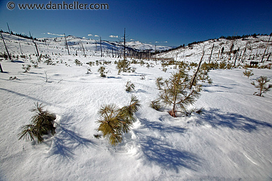 snow-pines.jpg