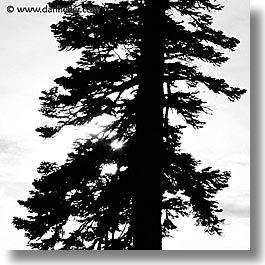 california, lake tahoe, scenics, silhouettes, square format, trees, west coast, western usa, photograph