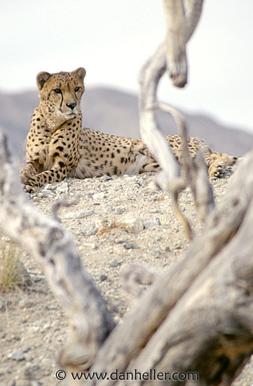 cheetah01.jpg